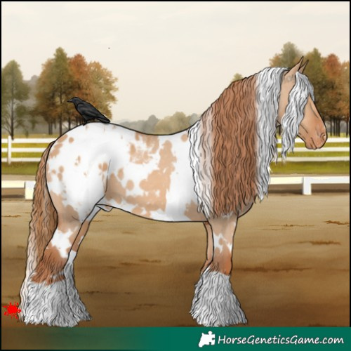 Horse Color:White Spotted Red Dun Appaloosa 