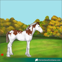 Horse Color:White Spotted Chestnut Splash 
