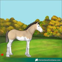 Horse Color:Buckskin Dun Splash