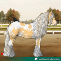Horse Color:White Spotted Palomino 