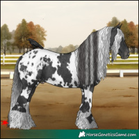 Horse Color:White Spotted Black Blanket