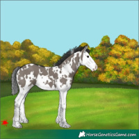 Horse Color:White Spotted Grullo Splash 