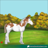 Horse Color:White Spotted Chestnut Splash 