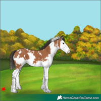 Horse Color:White Spotted Bay Splash