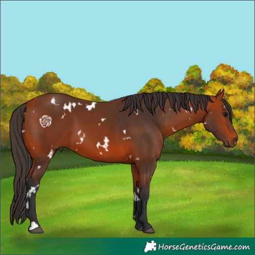 Horse Color:White Spotted Bay 