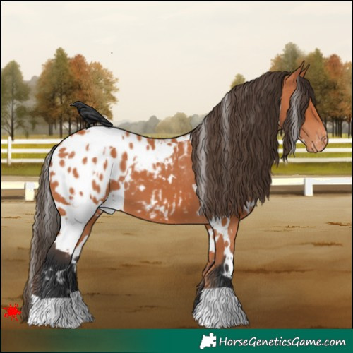 Horse Color:White Spotted Bay Appaloosa 