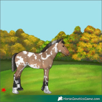 Horse Color:White Spotted Bay Dun