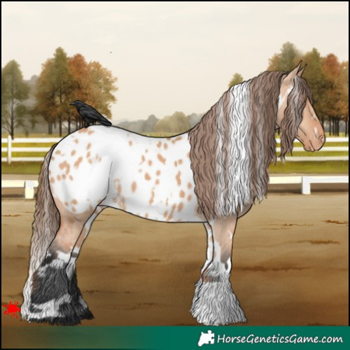 Horse Color:White Spotted Bay Dun Appaloosa 