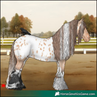 Horse Color:White Spotted Bay Dun Near Leopard