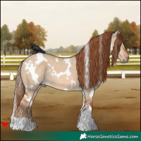 Horse Color:White Spotted Red Dun 