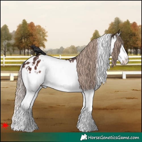 Horse Color:White Spotted Liver Chestnut Splash Appaloosa 