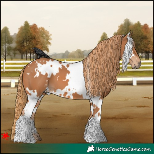 Horse Color:White Spotted Chestnut 