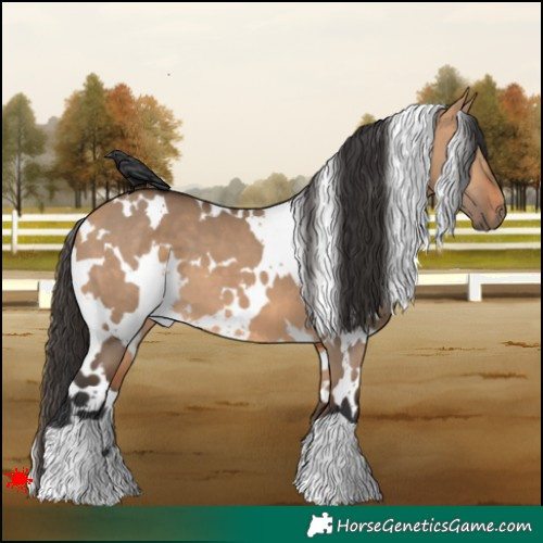 Horse Color:White Spotted Bay Dun 