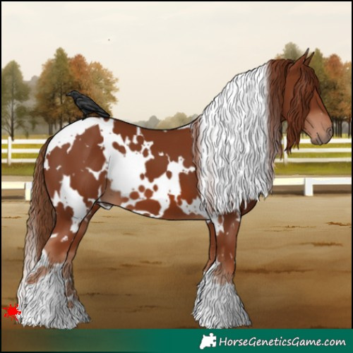 Horse Color:White Spotted Chestnut 