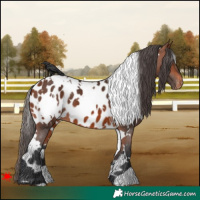 Horse Color:White Spotted Bay Appaloosa 