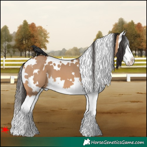 Horse Color:White Spotted Bay Dun Splash 