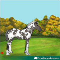 Horse Color:White Spotted Grullo 
