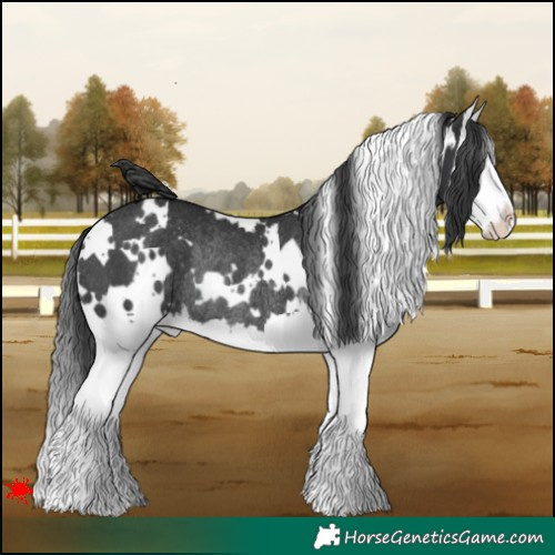 Horse Color:White Spotted Black Splash Rabicano 