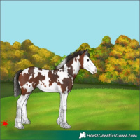 Horse Color:White Spotted Bay Splash 