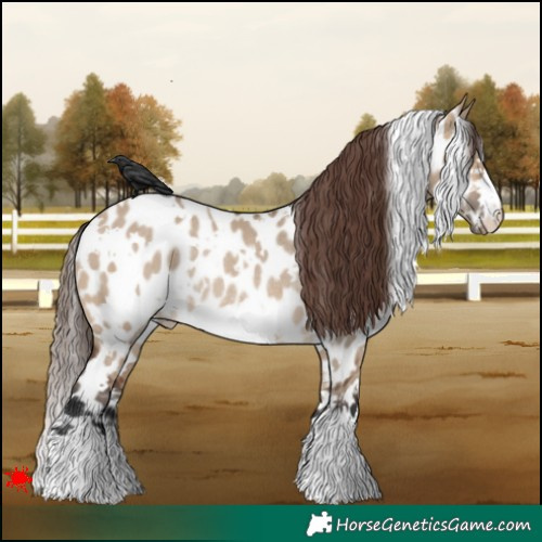 Horse Color:White Spotted Brown Dun Appaloosa Rabicano