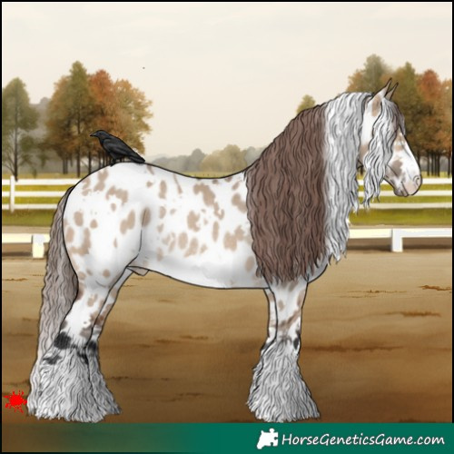 Horse Color:White Spotted Brown Dun Near Leopard Rabicano 