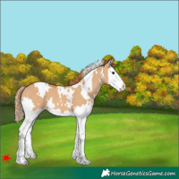 Horse Color:White Spotted Red Dun Splash