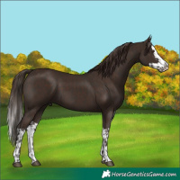 Horse Color:Liver Chestnut and Liver Chestnut Splash