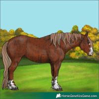 Horse Color:Liver Chestnut  and Chestnut 