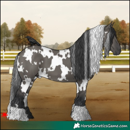 Horse Color:White Spotted Grullo