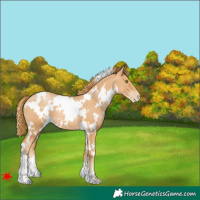 Horse Color:White Spotted Chestnut Pearl 