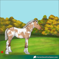 Horse Color:White Spotted Silver Bay Dun