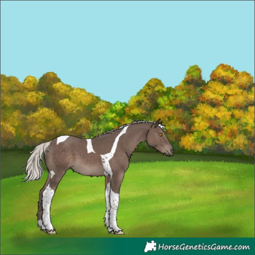 Horse Color:Silver Black Tobiano 