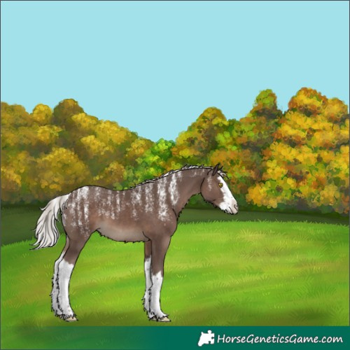 Horse Color:Powder White Silver Black Splash 