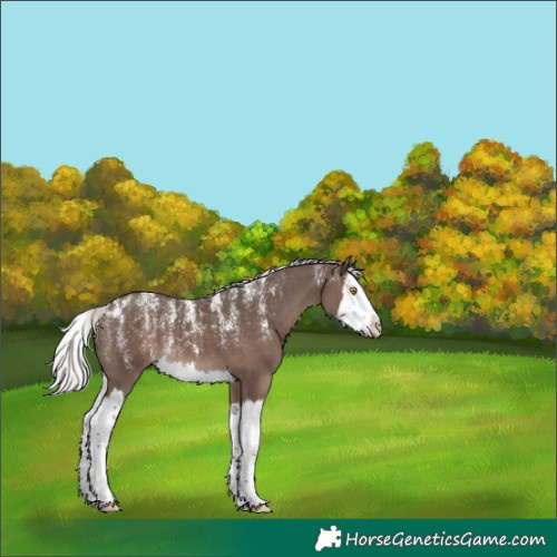 Horse Color:Powder White Silver Black Splash 