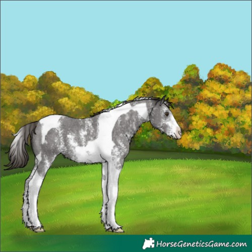 Horse Color:Liver Chestnut Sabino Tobiano 