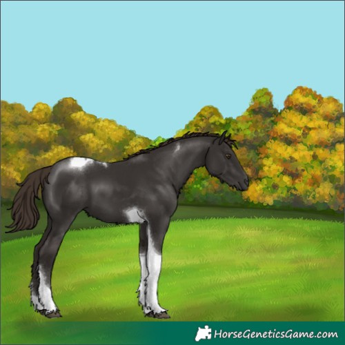 Horse Color:Liver Chestnut Tobiano 