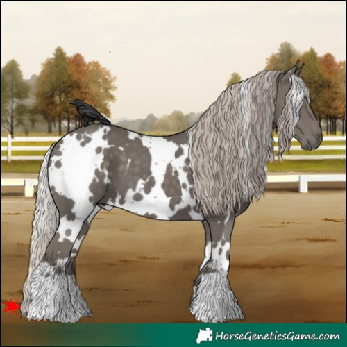 Horse Color:White Spotted Silver Black 