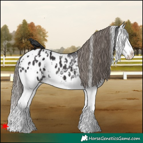 Horse Color:White Spotted Smoky Black Splash Appaloosa 