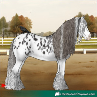 Horse Color:White Spotted Smoky Black Splash Appaloosa 