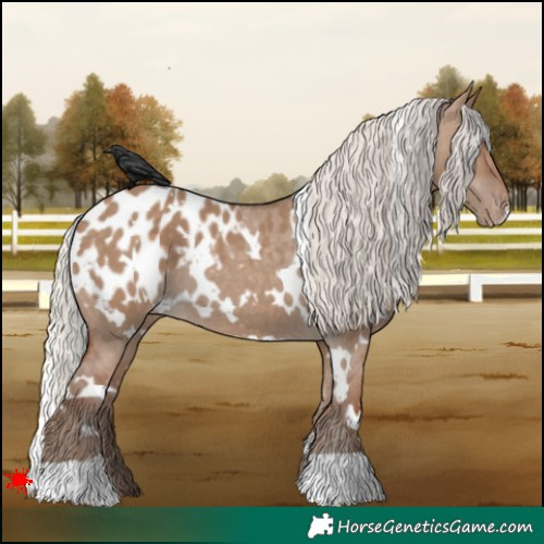 Horse Color:White Spotted Silver Grullo Appaloosa 