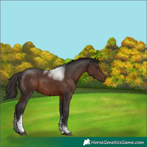 Horse Color:Liver Chestnut Tobiano 