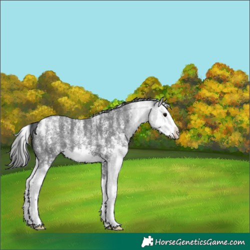 Horse Color:Powder White Black Sabino Splash