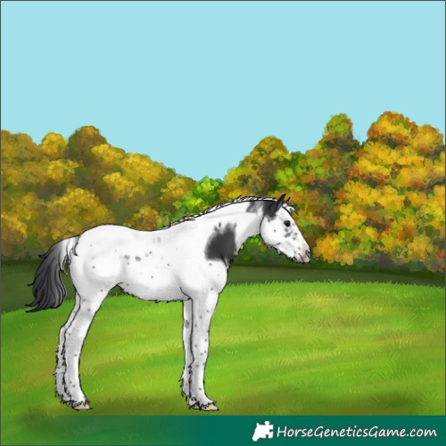 Horse Color:Black Splash Tobiano Frame 
