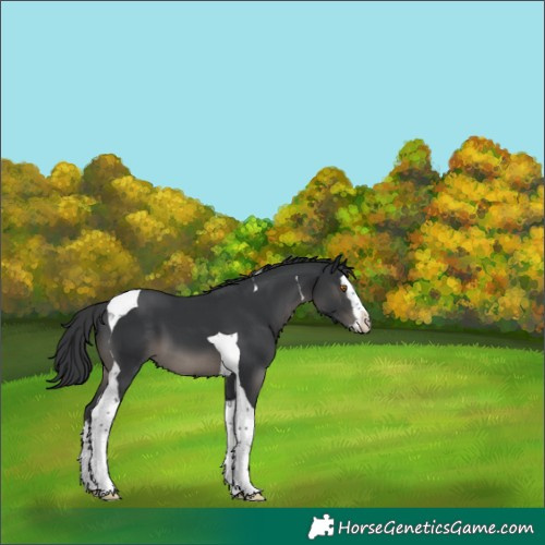 Horse Color:Black Splash Tobiano