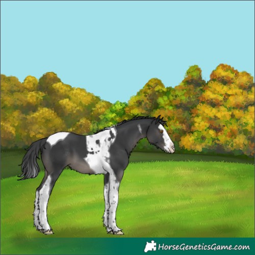 Horse Color:Black Splash Tobiano