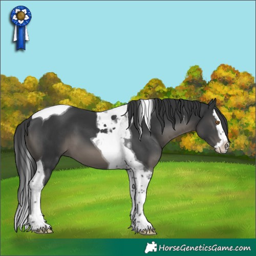 Horse Color:Black Splash Tobiano 