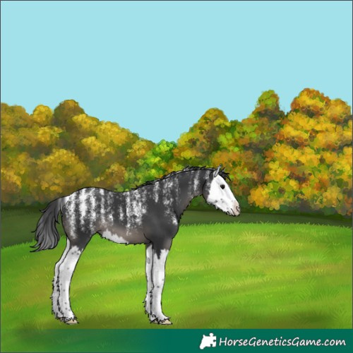 Horse Color:Powder White Black Splash 