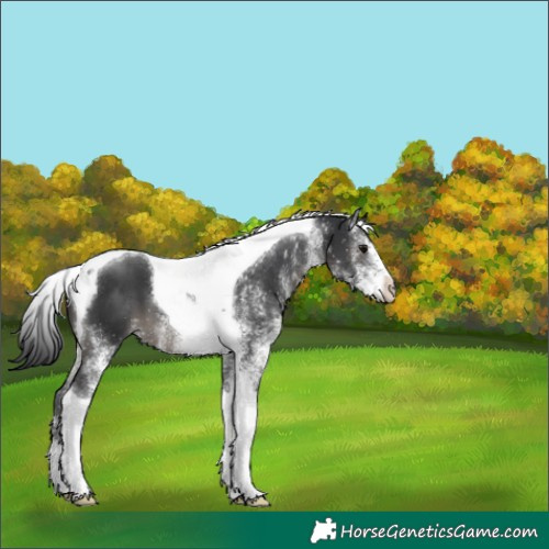 Horse Color:White Spotted Black Tobiano 
