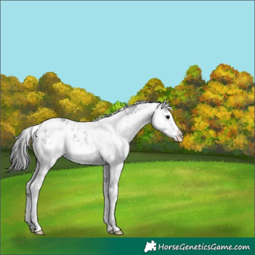 Horse Color:White Spotted Brown Sabino 