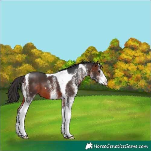 Horse Color:White Spotted Brown Tobiano 